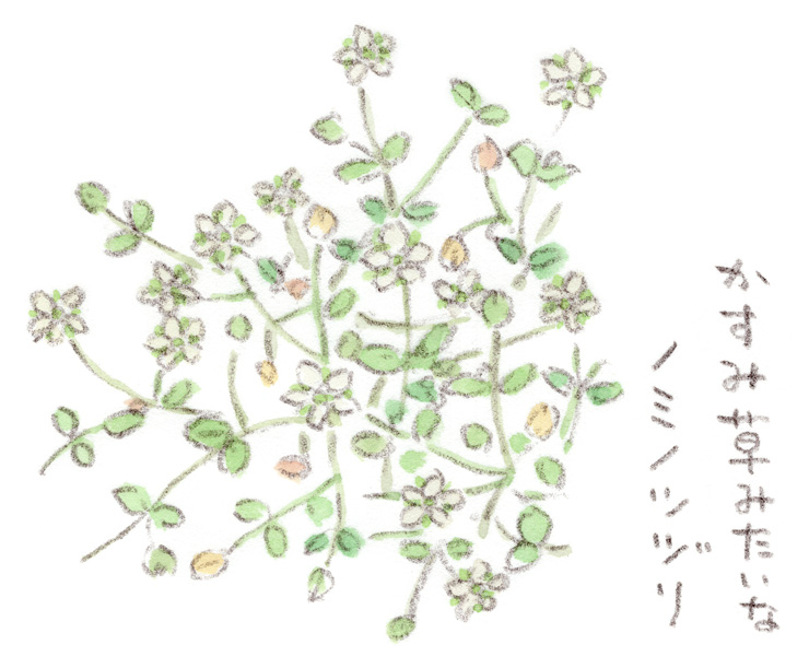 道端のカスミソウ、みたいな