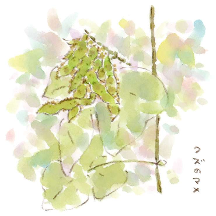 葛の豆