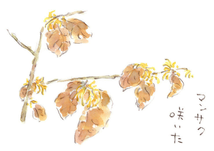 節分の日に見つけた早春の花