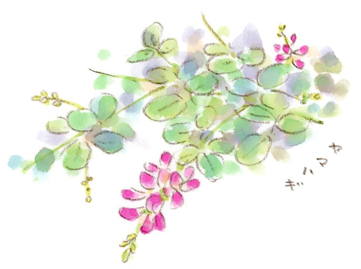 ヤマハギ
