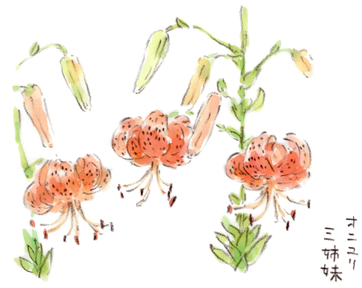 オニユリ三姉妹