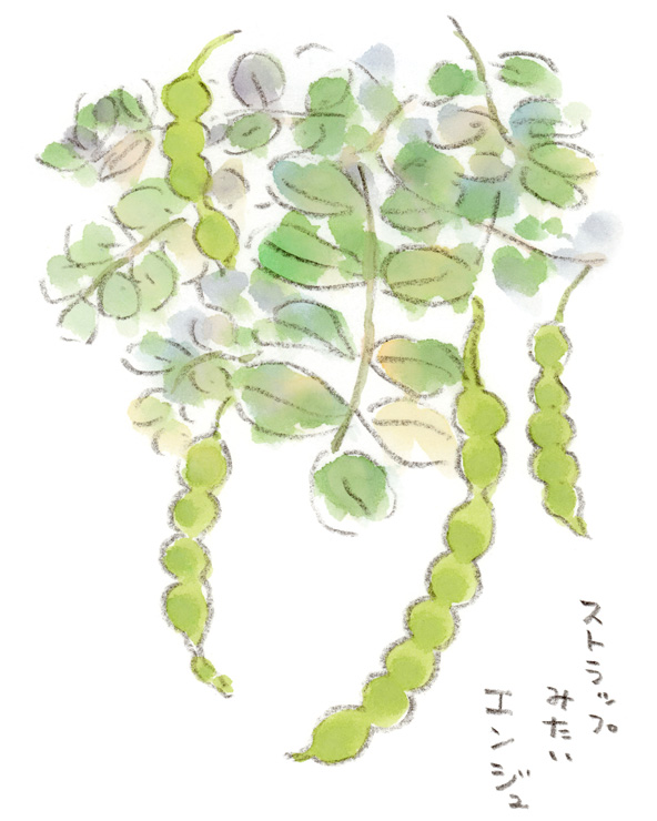 ユーモラスな形のマメ