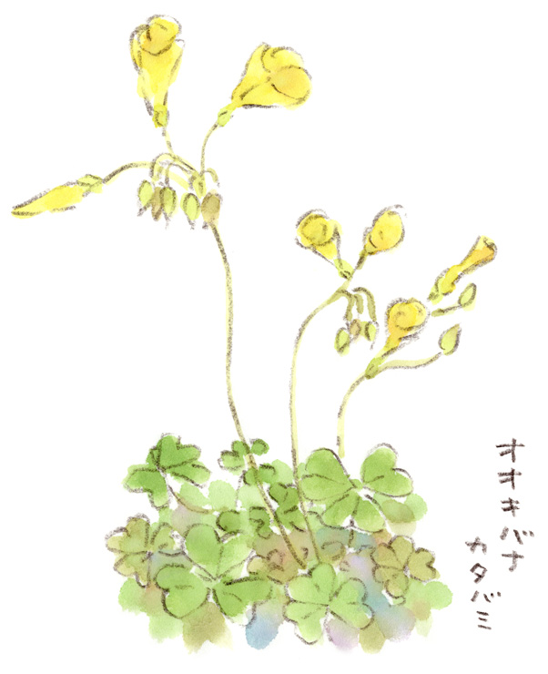 オオキバナカタバミ