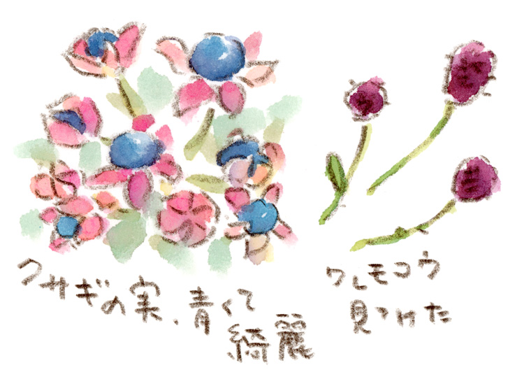 クサギの青い実