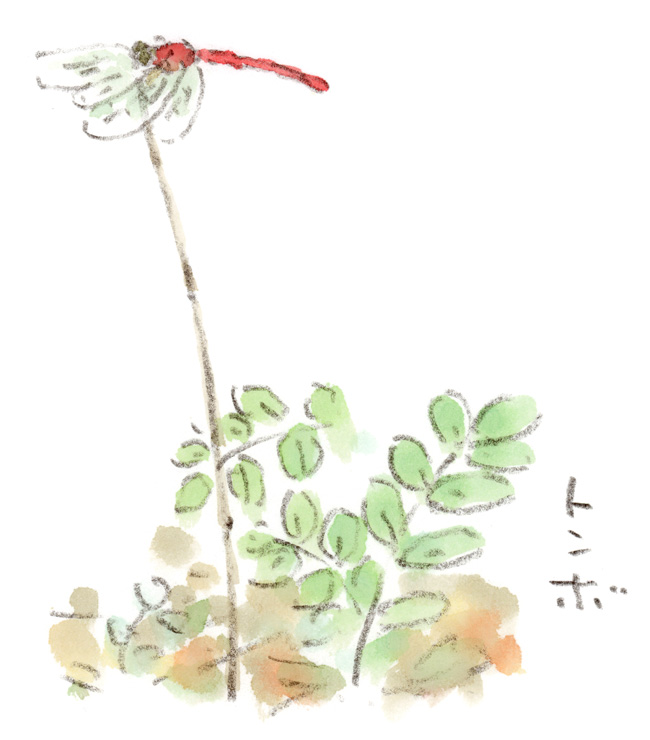 赤とんぼ