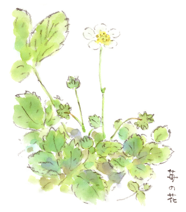 庭に咲いたイチゴの花