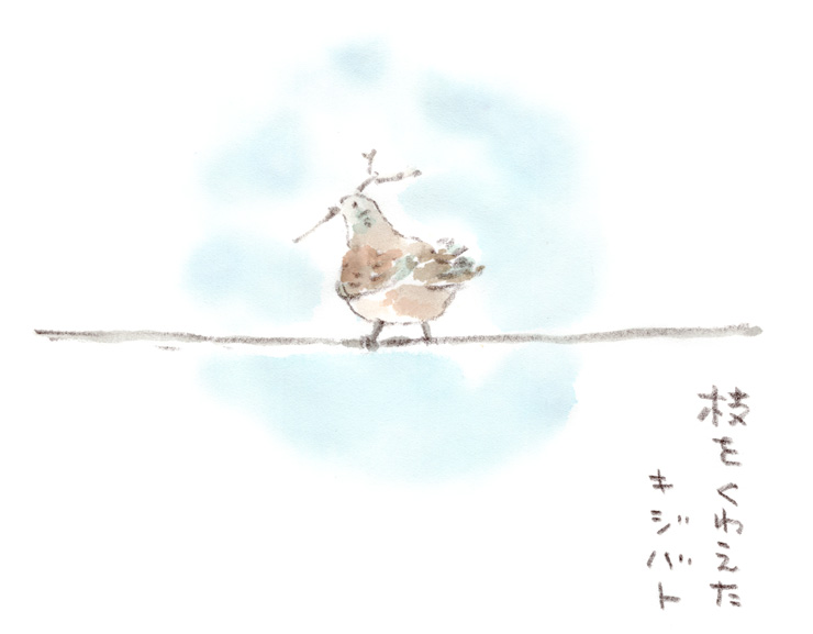 キジバトの巣作り