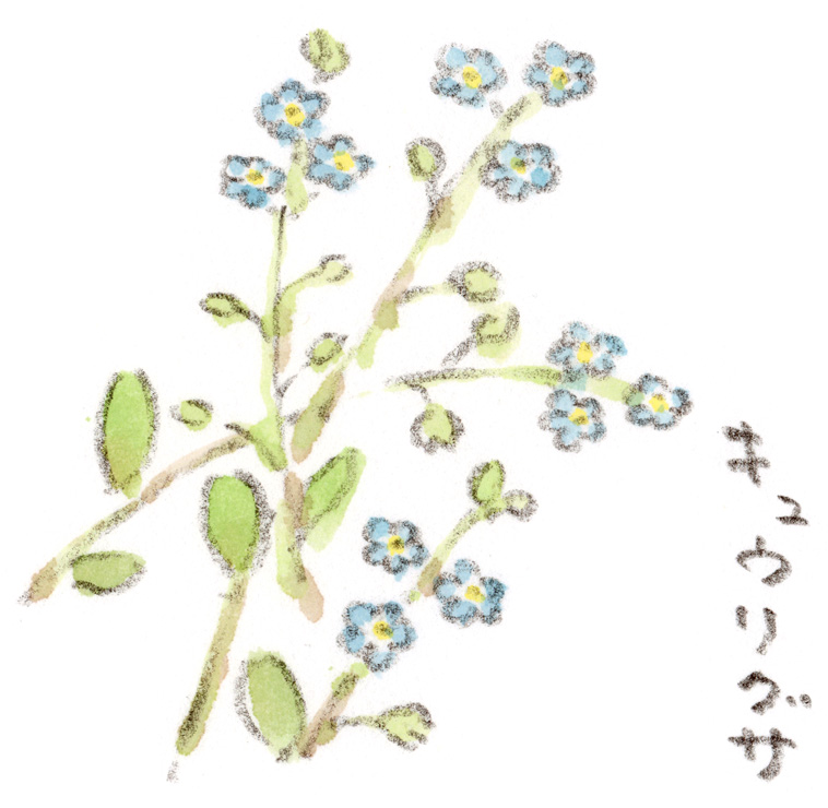 キュウリグサ