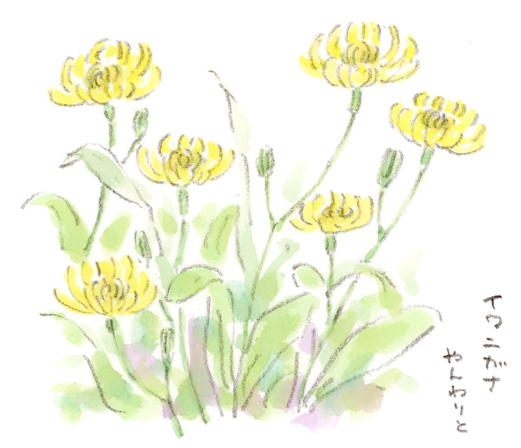 土手の黄色い花