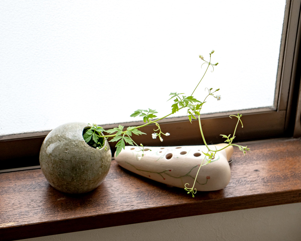 写真/フウセンカズラ