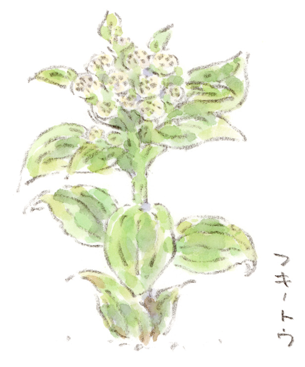 フキノトウ、花が咲いたらなんて呼ぶの？