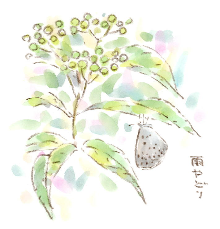 雨上がりの朝