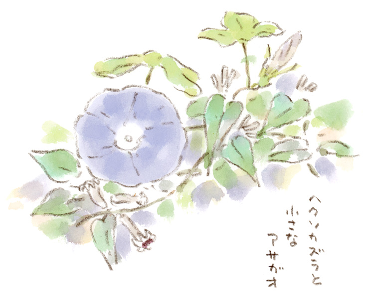 小さな青いアサガオ