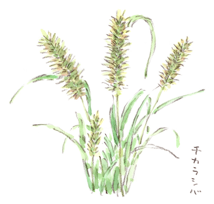 チカラシバの花穂
