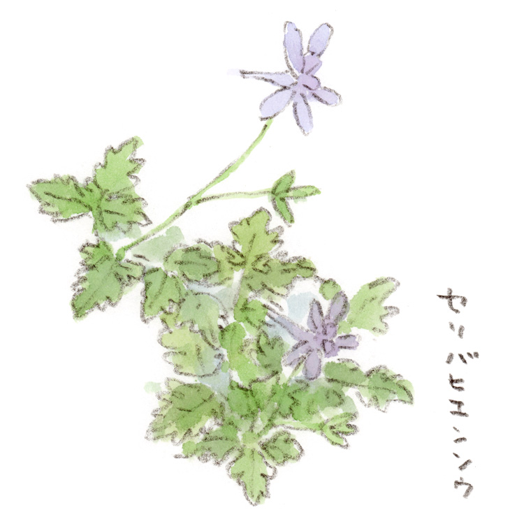 セリバヒエンソウ