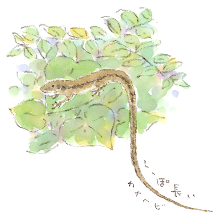 雨上がりの朝