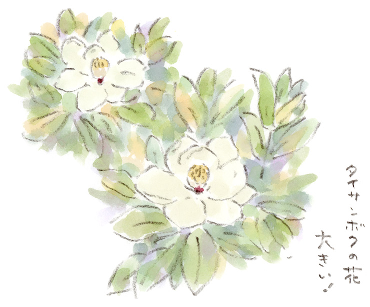 タイサンボクの花