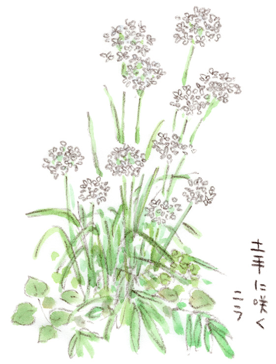 ニラの花