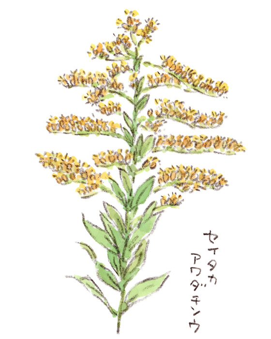 セイタカアワダチソウ