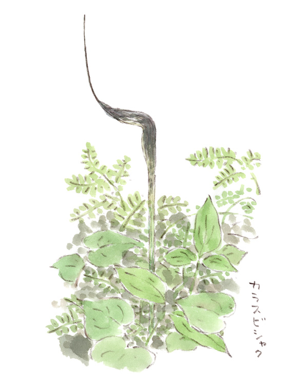 侘び寂び感のある花