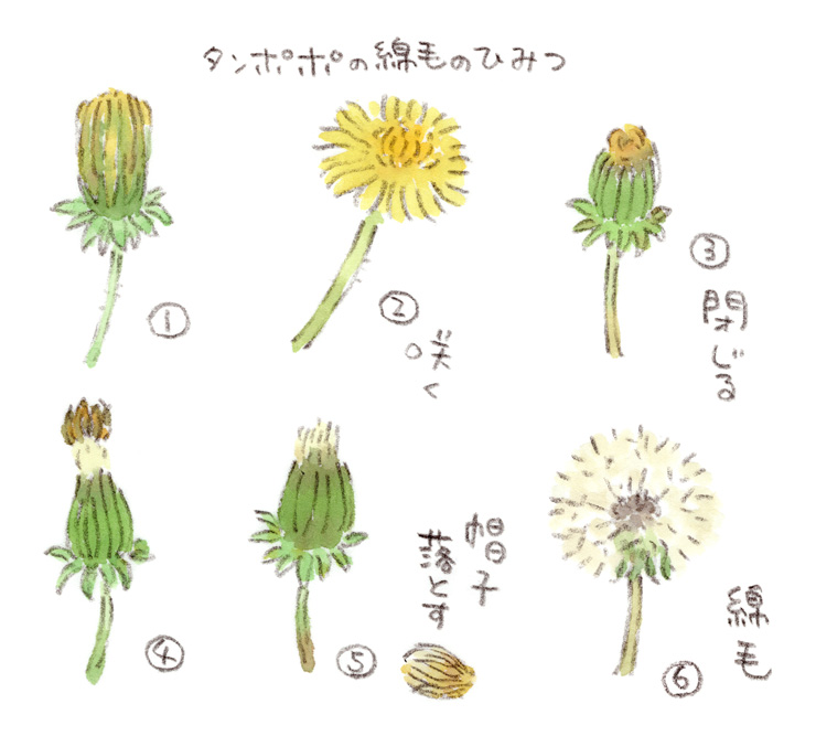 タンポポ観察