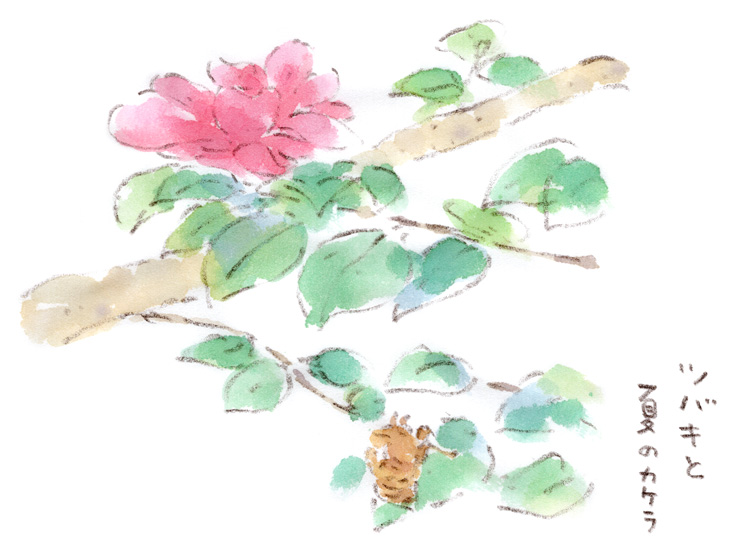 椿と小さな夏のかけら