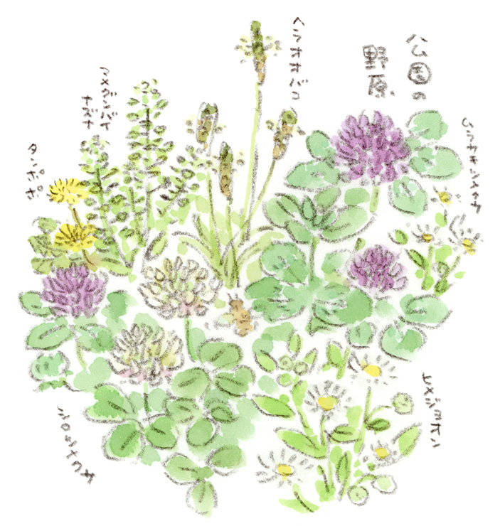 野の花たち