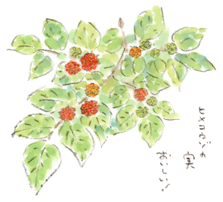 ヒメコウゾの実