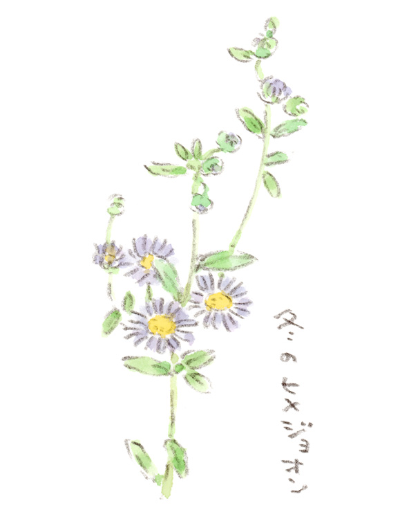 冬のヒメジョオン