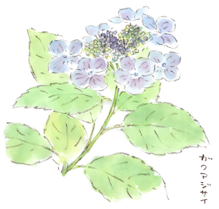 紫陽花の季節