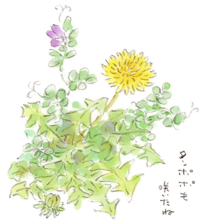 タンポポ咲いた