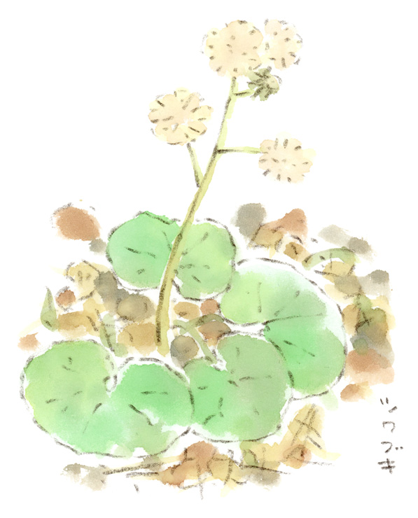 ツワブキの綿毛