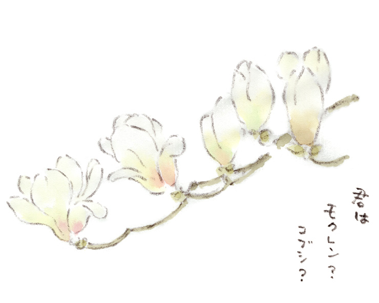 君はコブシかモクレンか