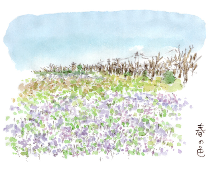 春の畑
