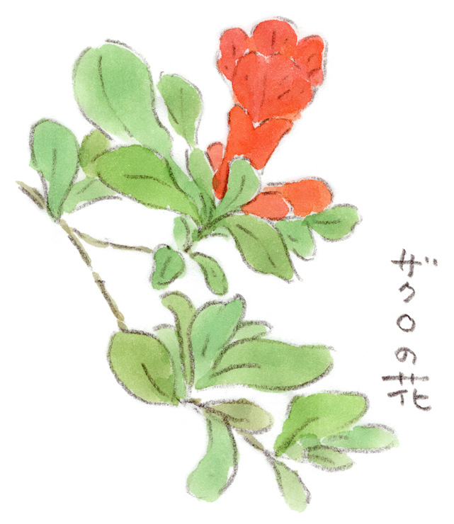 柘榴の花
