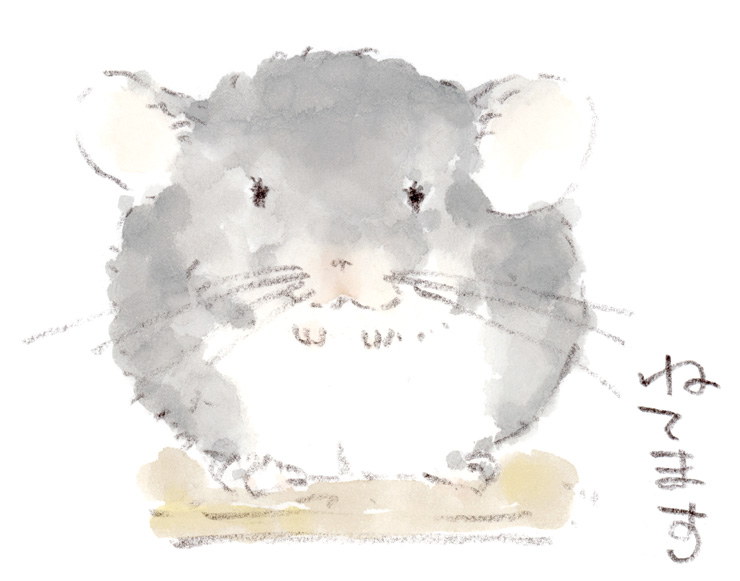 チンチラの居眠り