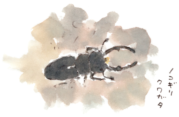 ノコギリクワガタ