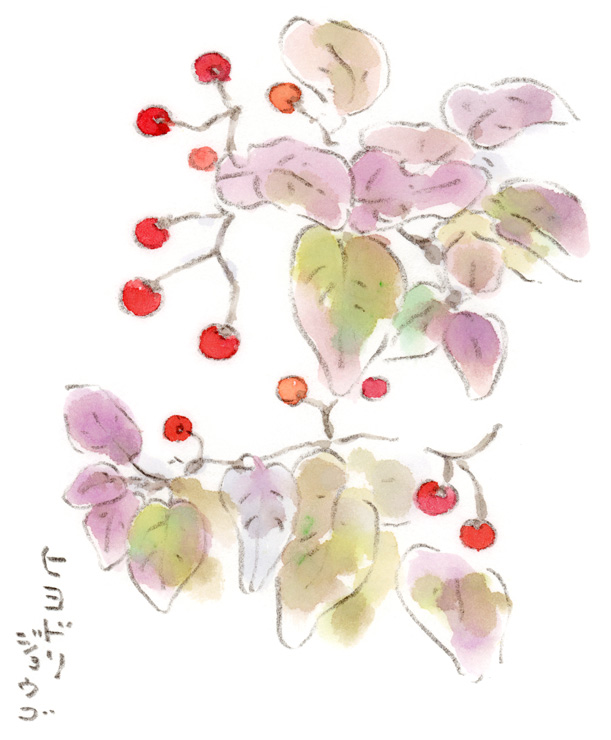 ヒヨドリジョウゴの赤い実