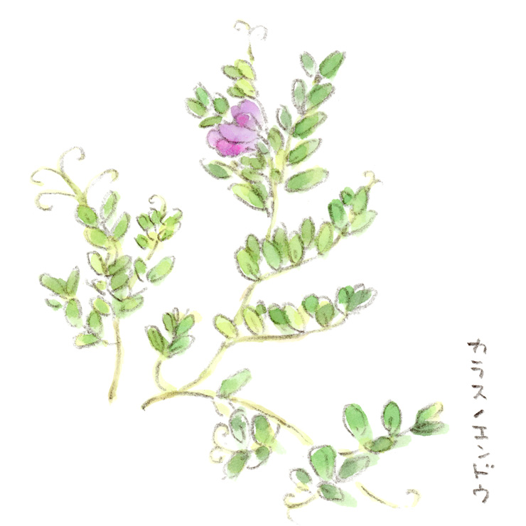 カラスノエンドウ