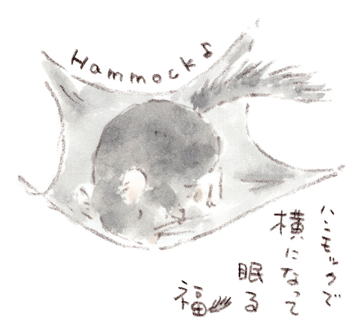 ハンモックと福ちゃん