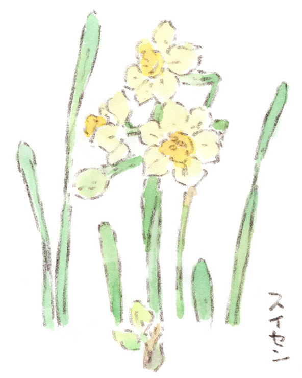水仙の花