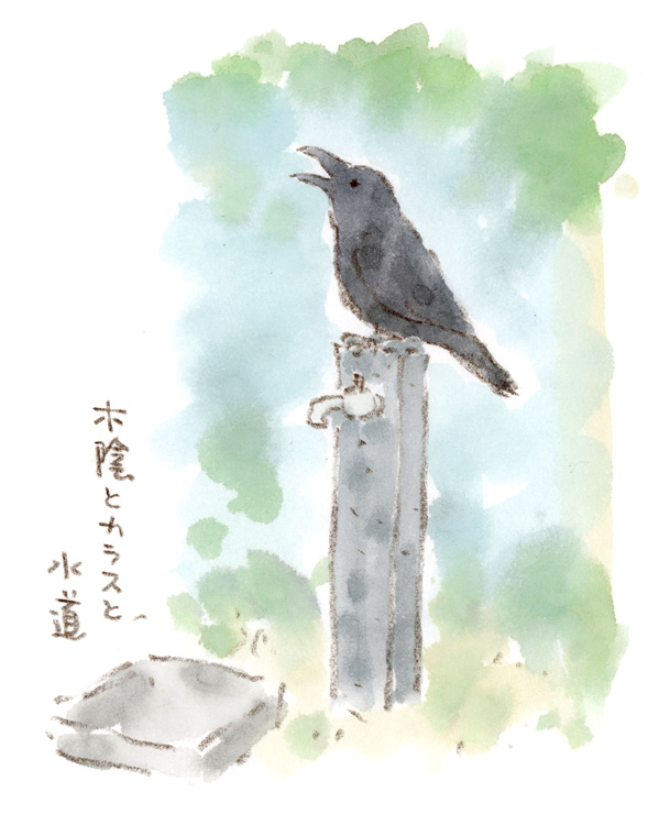猛暑日、木陰で休むカラス
