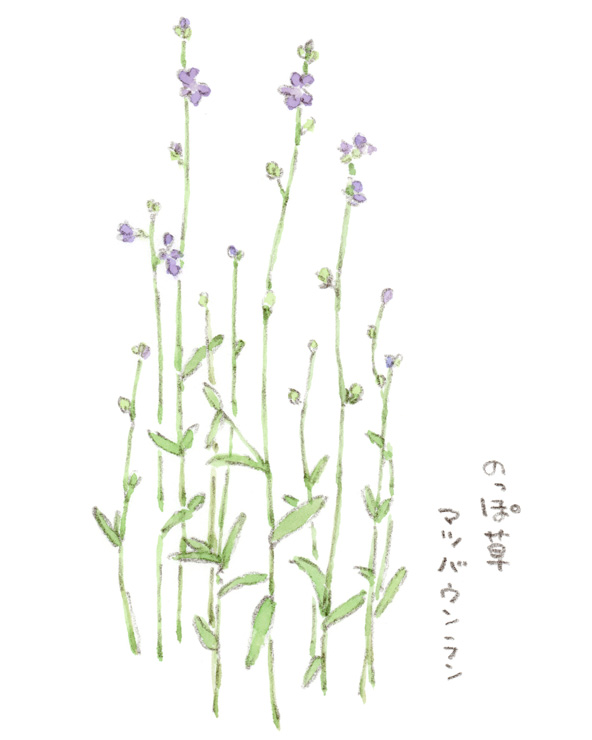 のっぽ草