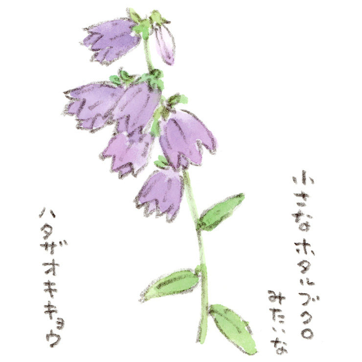 小さなホタルブクロみたいな花