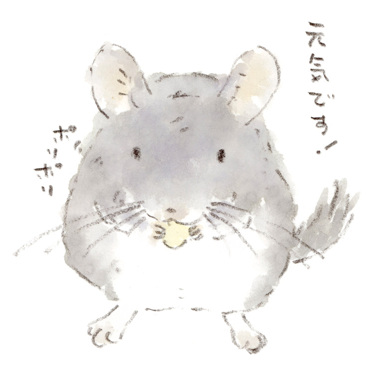 チンチラの話