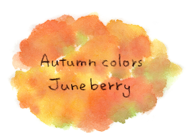 ジューンベリーのカラースケッチ