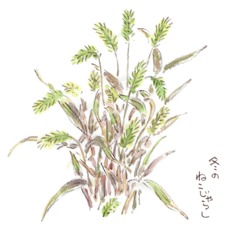 冬の猫じゃらし