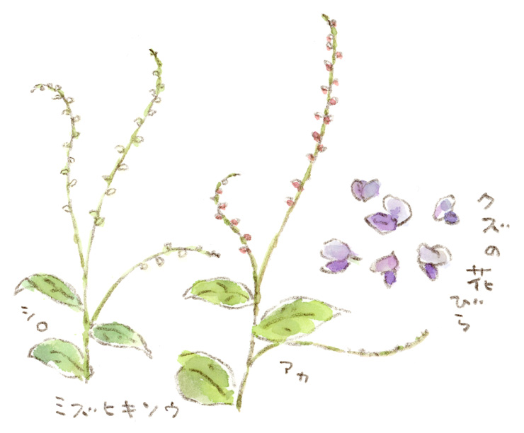 紅白の水引き