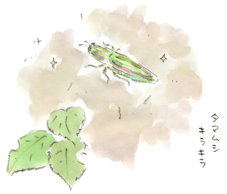 キラキラ玉さん