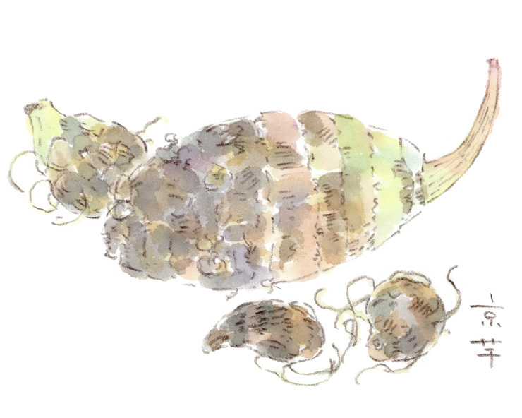 タケノコサトイモ